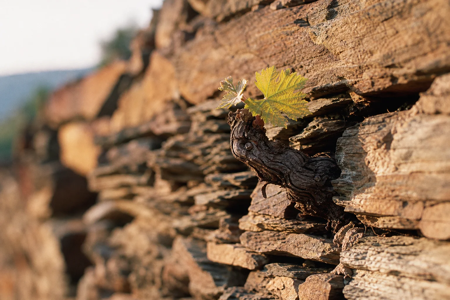 Douro Valley — gallery image 3