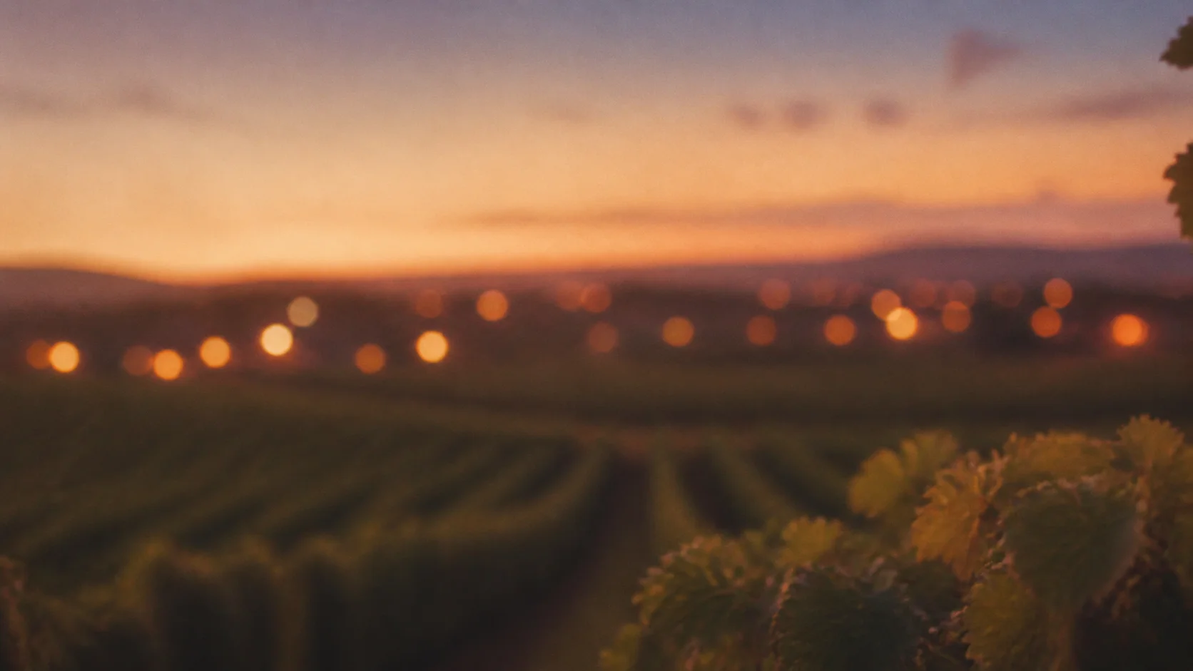 Sun-warmed vineyard hills at golden hour