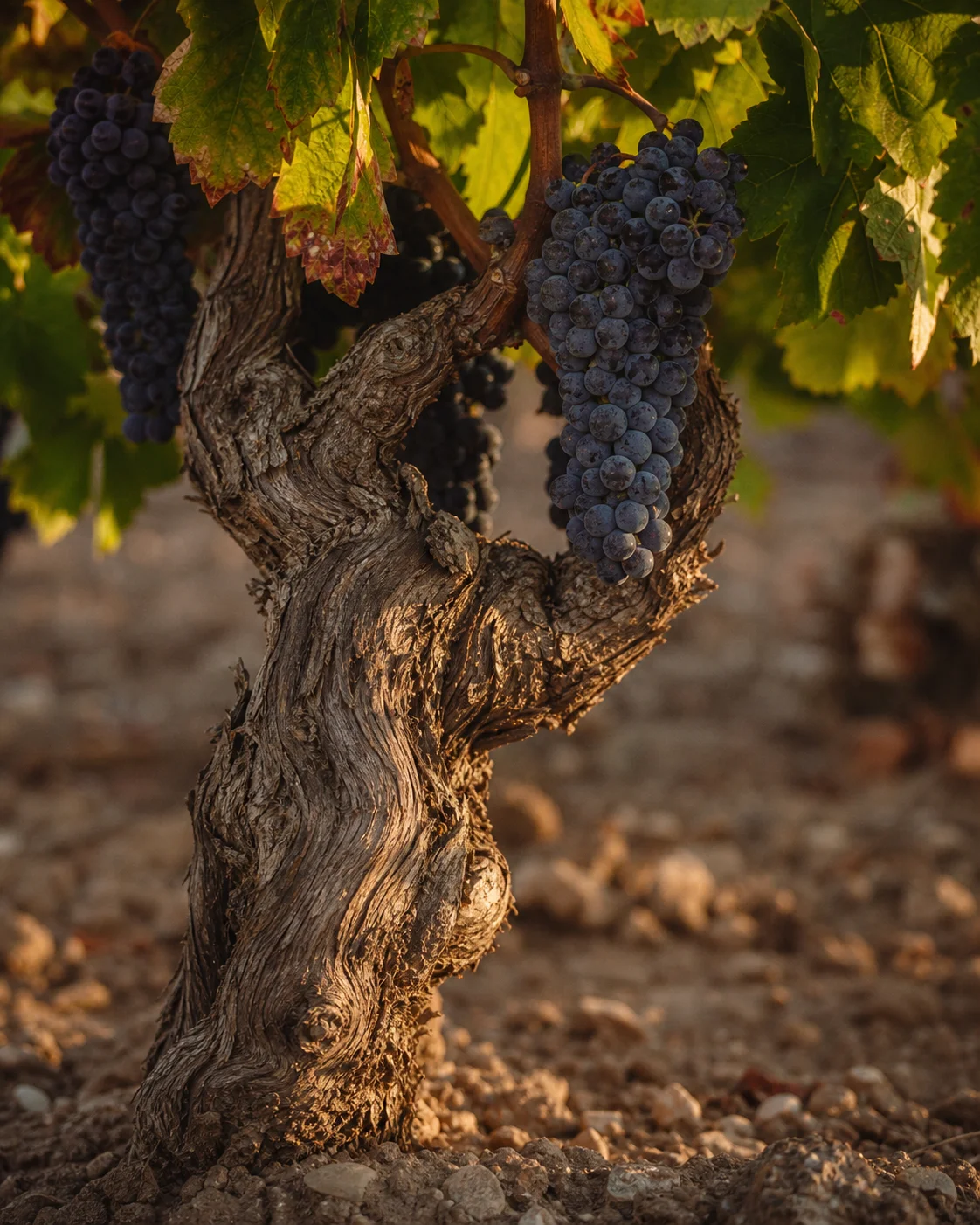 Rioja landscape